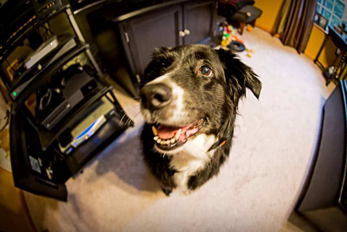 Roxy is impressed with her dad's new fisheye lens
