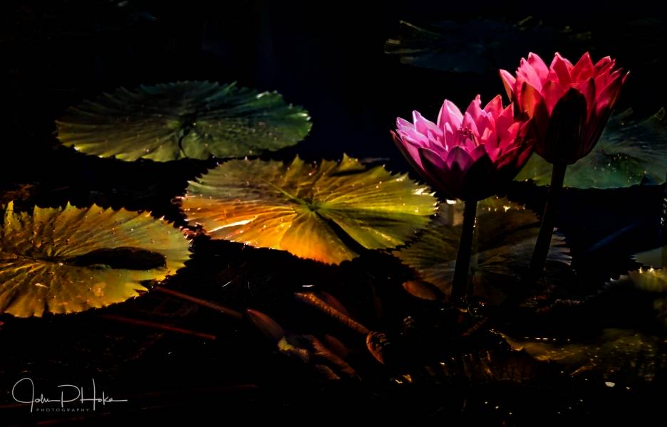 Night Water - Lillies at Longwood Gardens