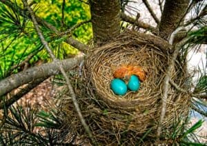 A couple of Robin's Eggs and Hatchlings in one of the evergreens in front of my house