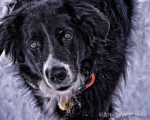 Border Collie in the Snow