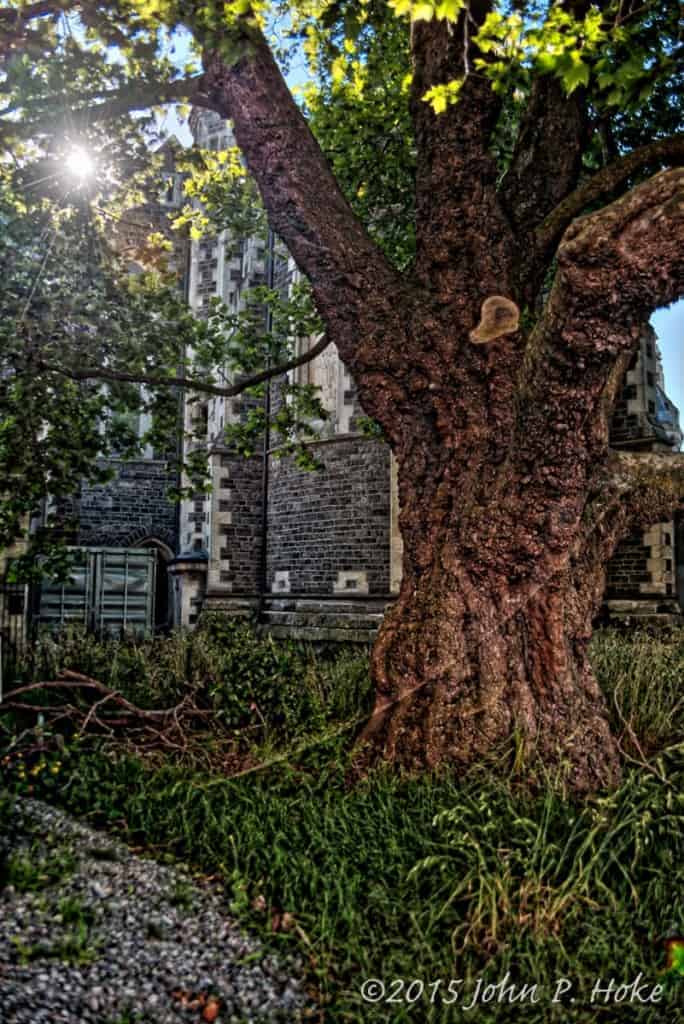 Christchurch Cathedral Tree