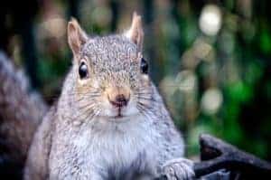A curious squirrel in Saint James' Park, London.
